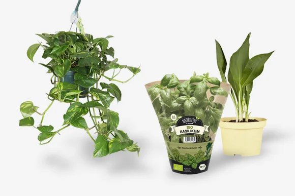 Drei Topfpflanzen: Efeu, Basilikum und Einblatt